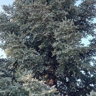 Abies pinsapo Habit