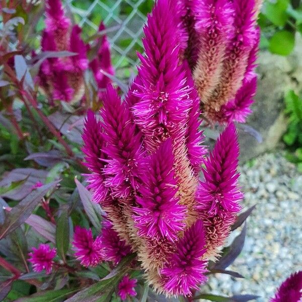 Celosia argentea Flower