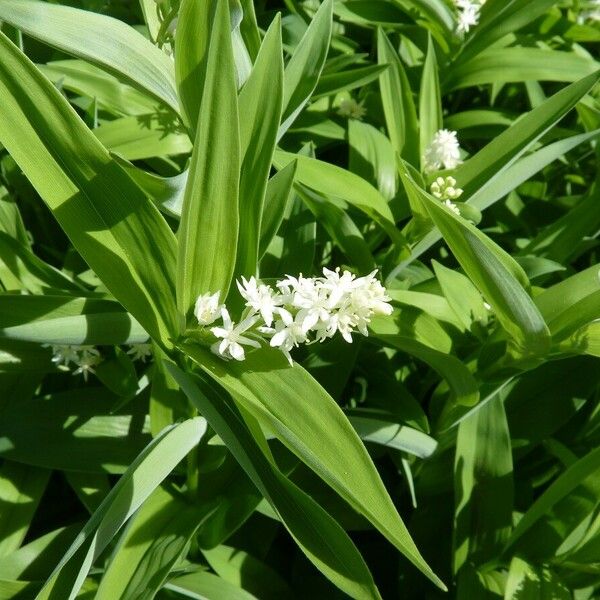 Maianthemum stellatum Outro