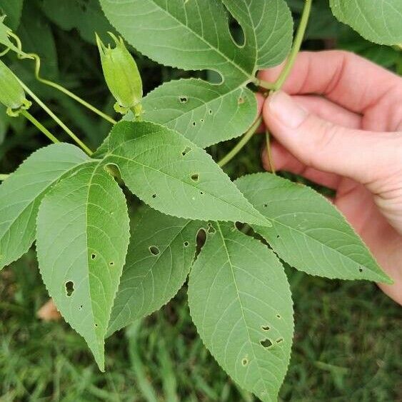 Passiflora incarnata পাতা