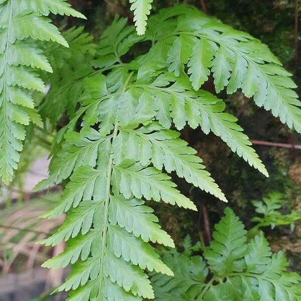 Davallia solida Leaf