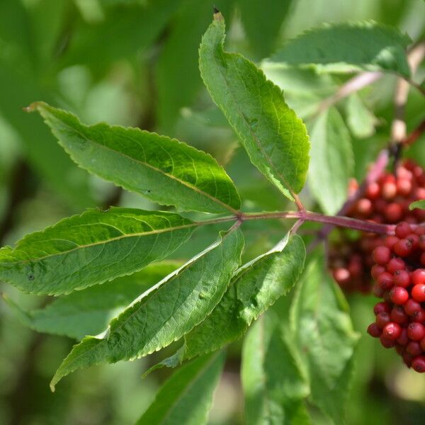 Sambucus racemosa 葉