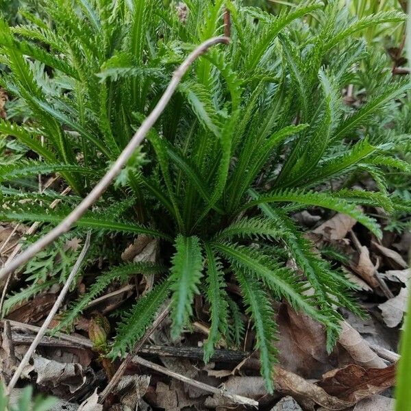 Achillea alpina Pokrój