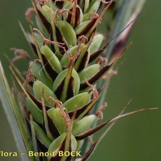 Carex buxbaumii 果