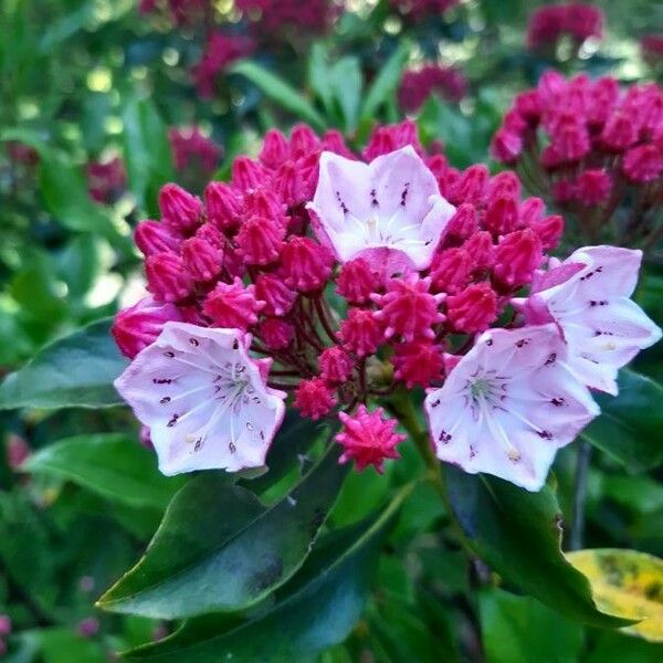 Kalmia latifolia Flower