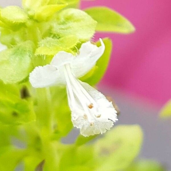 Ocimum basilicum Flower
