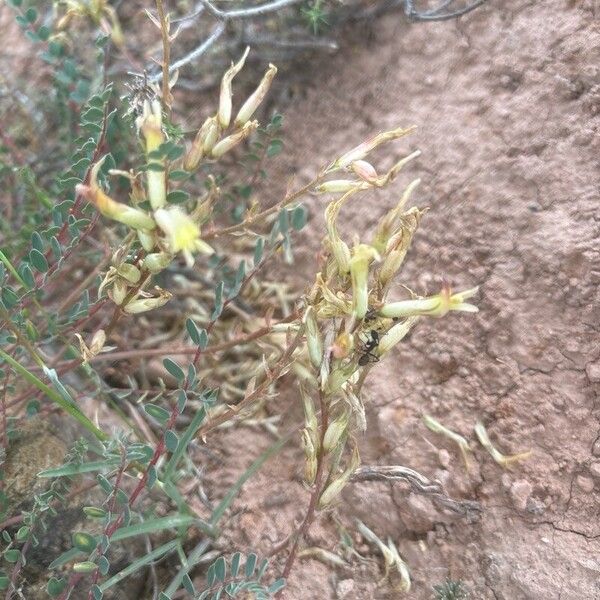 Astragalus monspessulanus Lorea