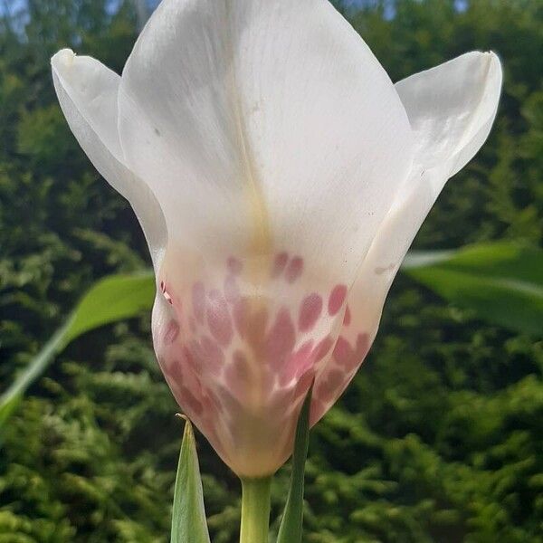 Tigridia pavonia Floro