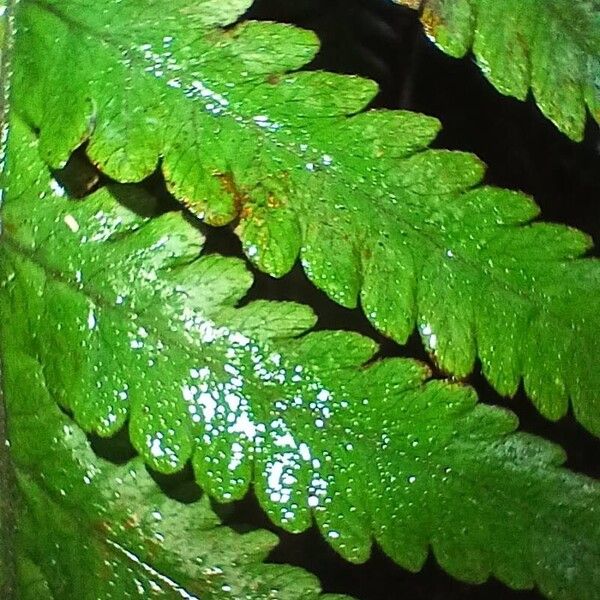 Thelypteris pozoi Leaf