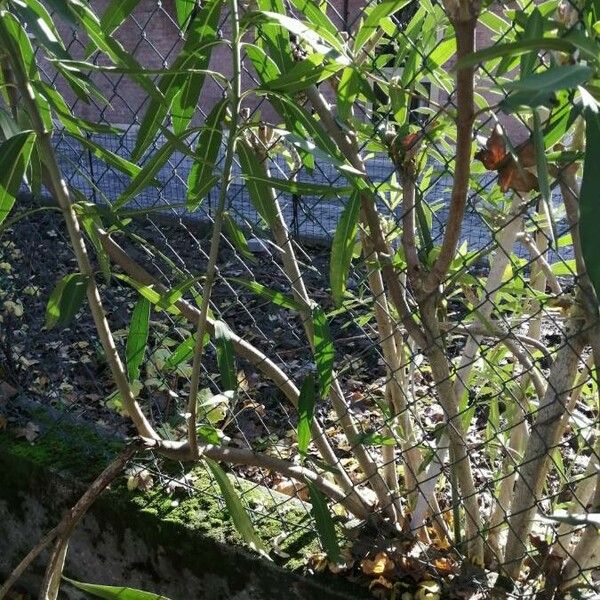 Nerium oleander Habitatea