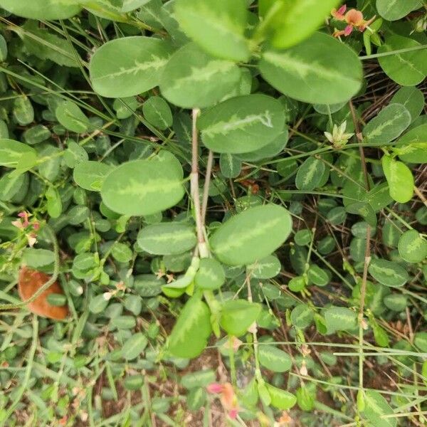 Alysicarpus vaginalis Leaf