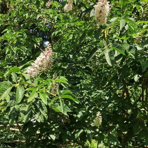 Aesculus californica Habit