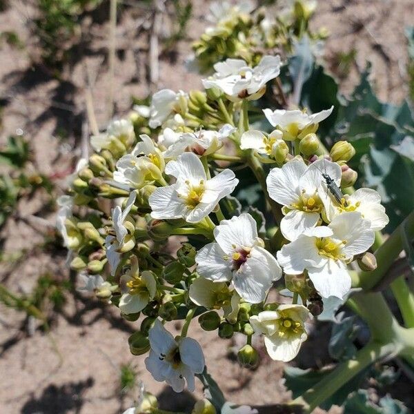 Crambe maritima Flower