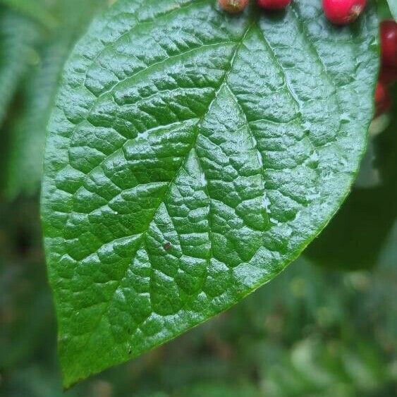 Cotoneaster bullatus Levél