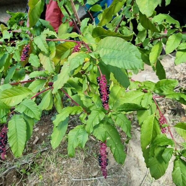 Phytolacca bogotensis Leaf