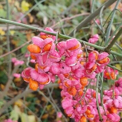 Euonymus europaeus Фрукт