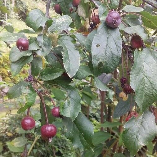 Malus hupehensis Costuma