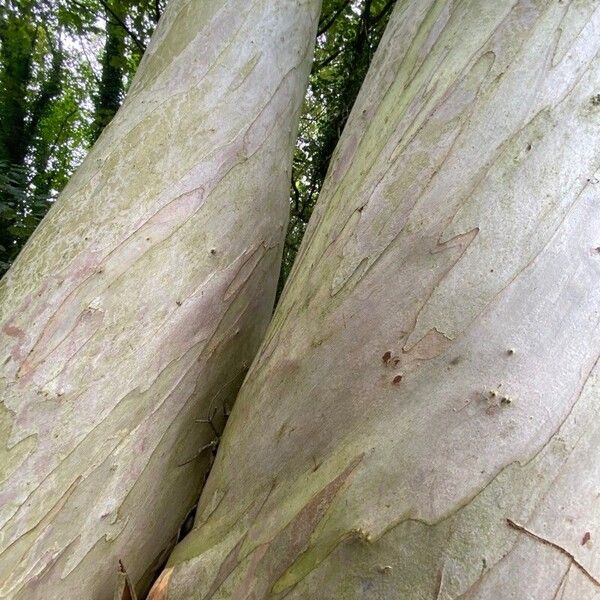 Eucalyptus globulus Rhisgl