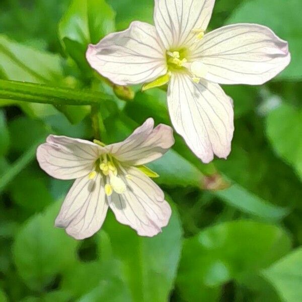 Epilobium hornemannii Blomst