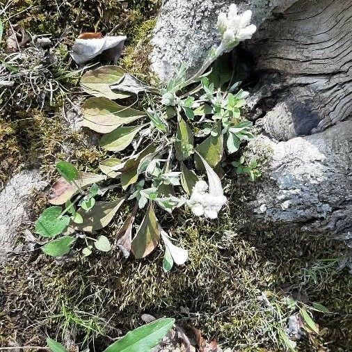 Antennaria alpina Kvet