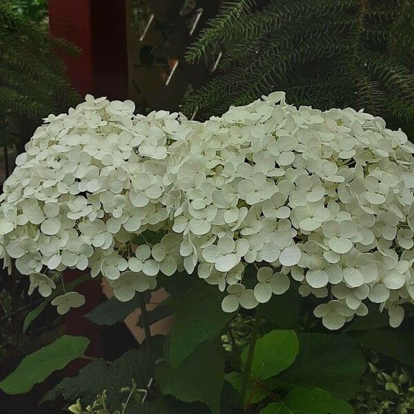 Hydrangea arborescens Кветка