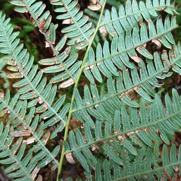 Pteridium aquilinum Blatt