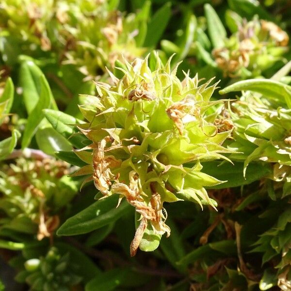 Teucrium montanum Flor