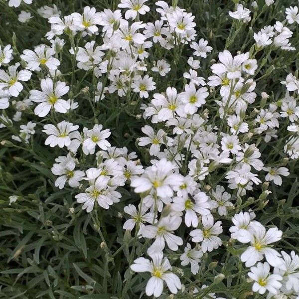 Cerastium tomentosum फूल