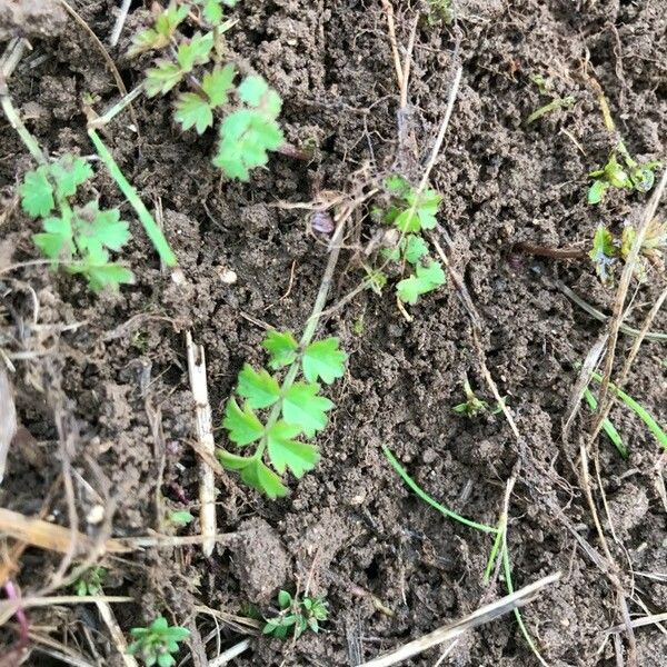 Pimpinella saxifraga Blad