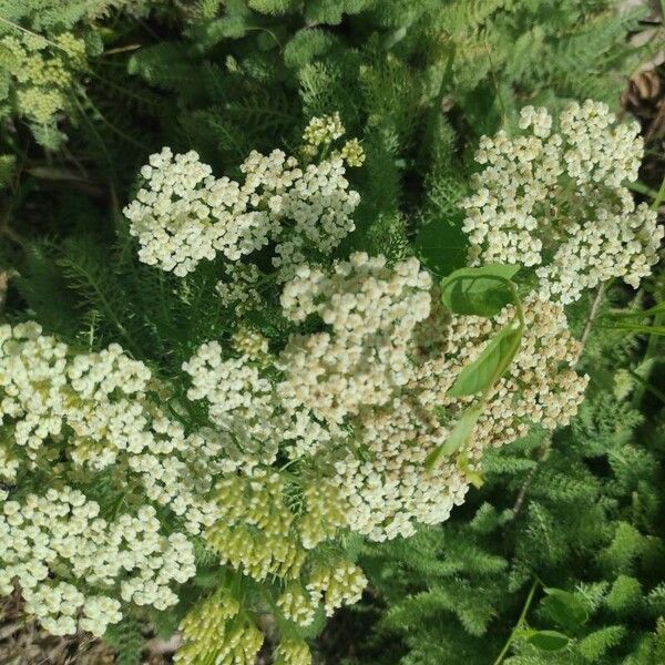 Achillea crithmifolia Flower