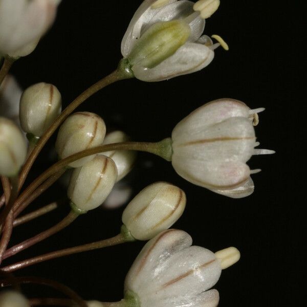 Allium pallens Çiçek