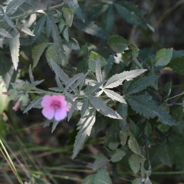 Althaea cannabina ഇല