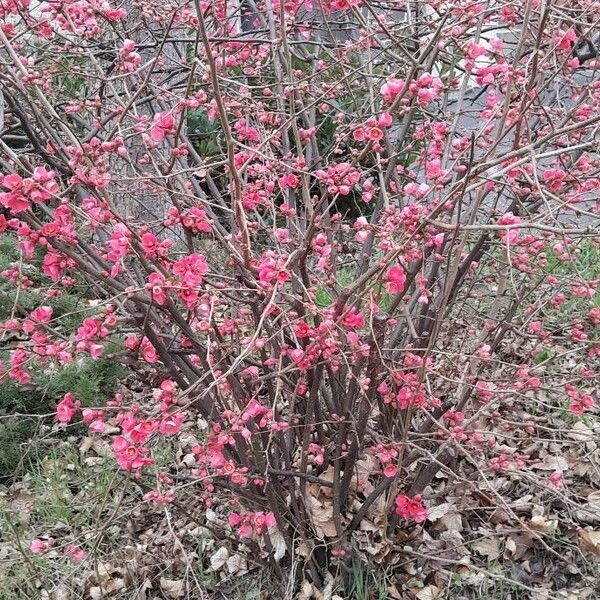 Chaenomeles speciosa Характер