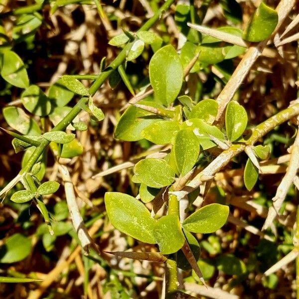 Balanites aegyptiaca Leaf