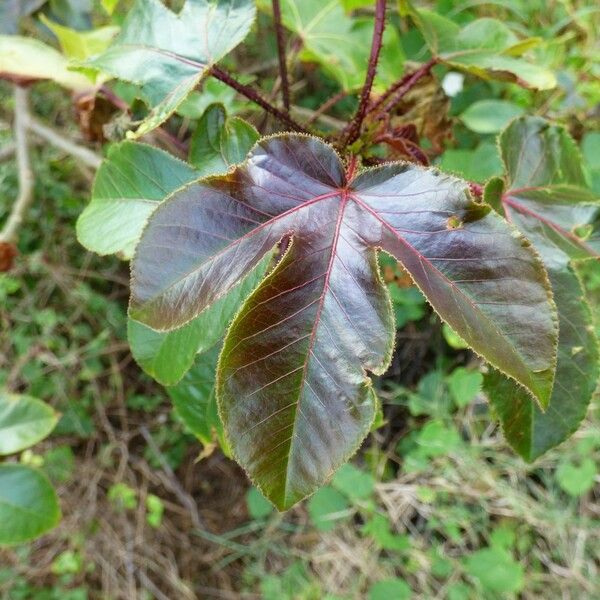 Jatropha gossypiifolia Leaf