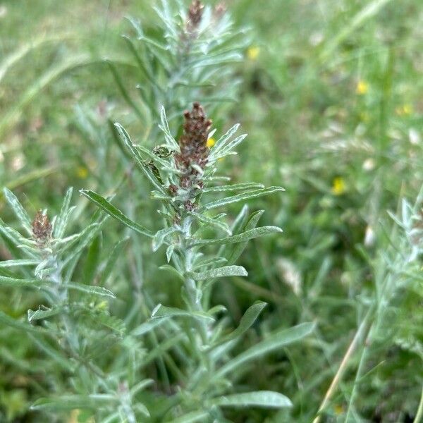 Gamochaeta antillana Lorea