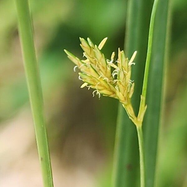 Cyperus serotinus Кветка