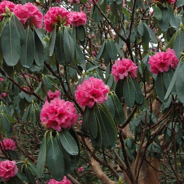 Rhododendron hookeri