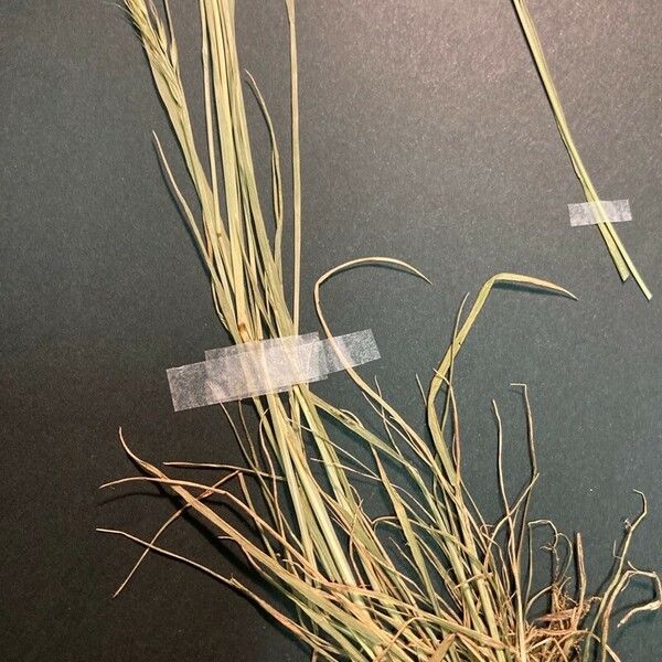 Festuca bromoides Deilen