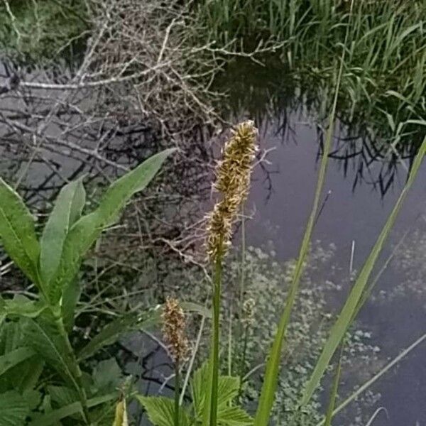 Carex otrubae Flower