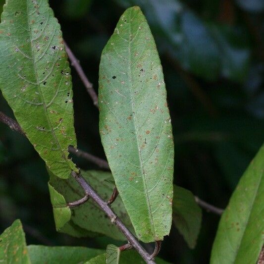 Acalypha integrifolia Blatt