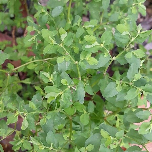 Euphorbia peplus Fuelha