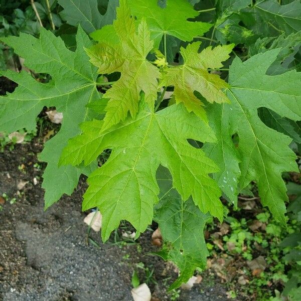 Acer saccharinum Yaprak