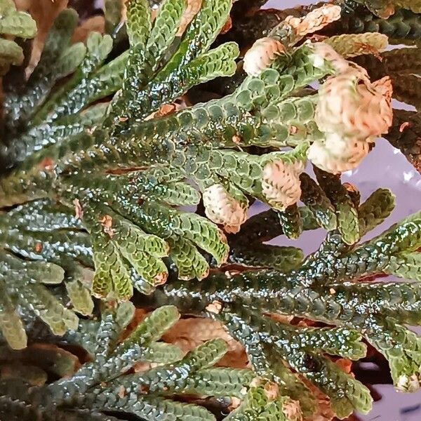 Selaginella lepidophylla Leaf