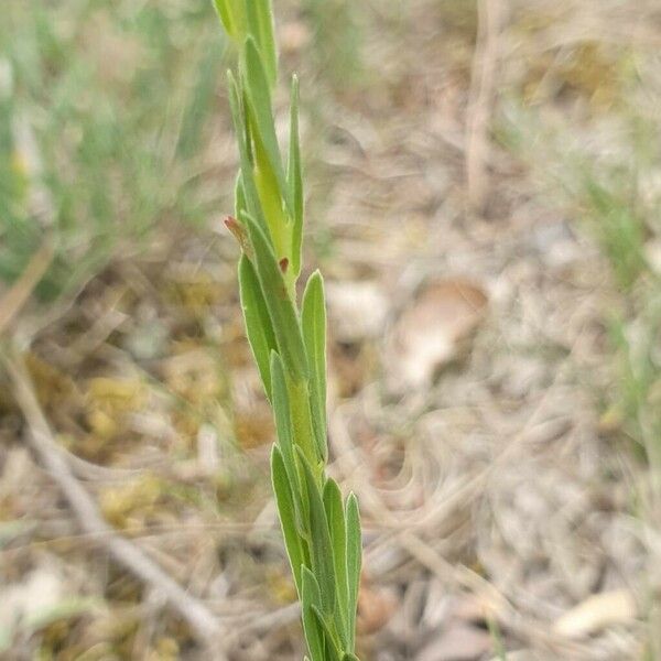 Thymelaea sanamunda Hoja