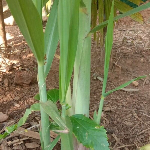 Saccharum officinarum Leaf