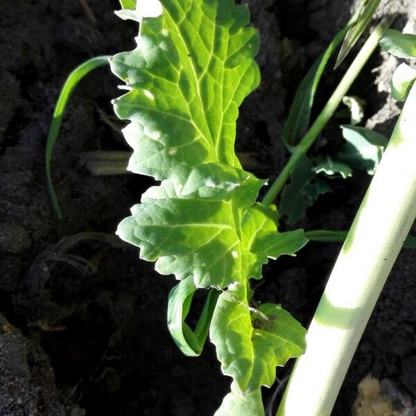 Brassica rapa 叶