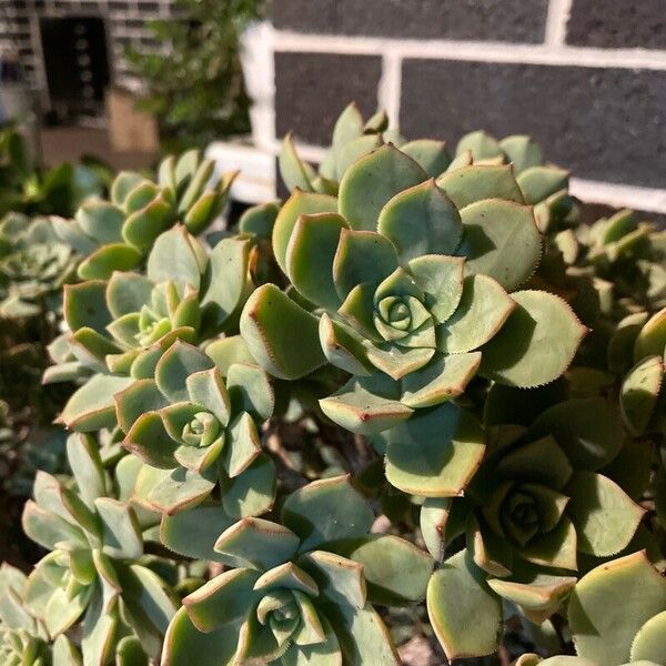 Aeonium haworthii Blad