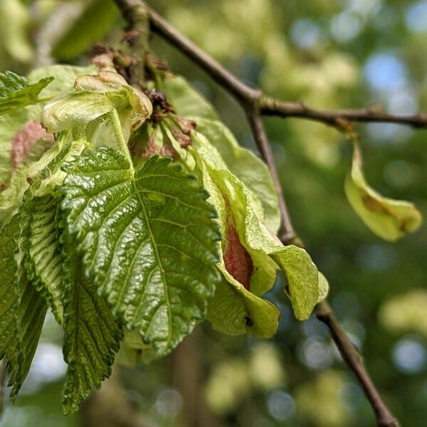 Ulmus minor Leaf