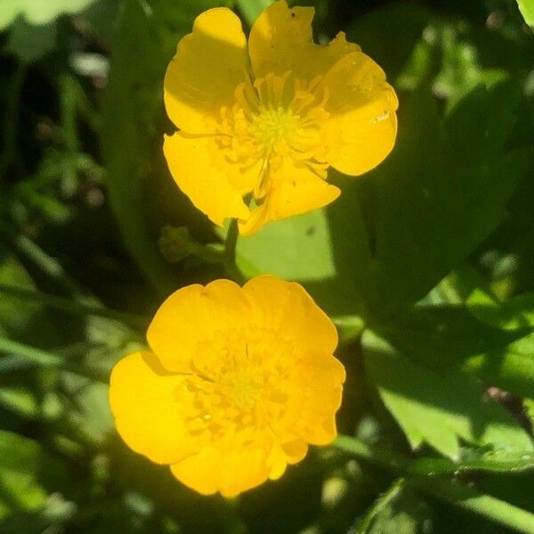 Ranunculus acris Žiedas